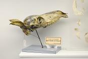 museo di anatomia comparata bologna 8-2022 4700